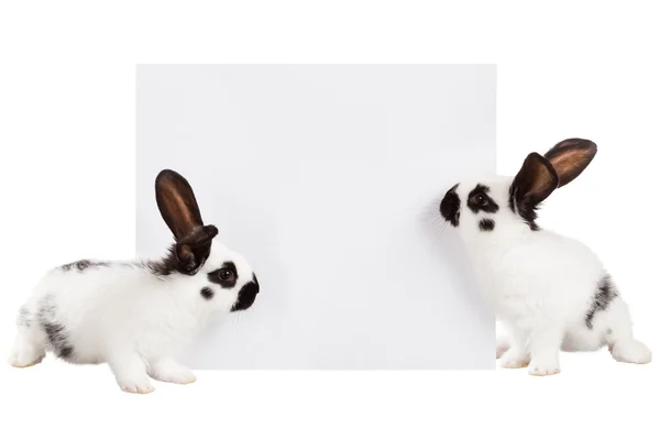 Two white rabbit — Stock Photo, Image