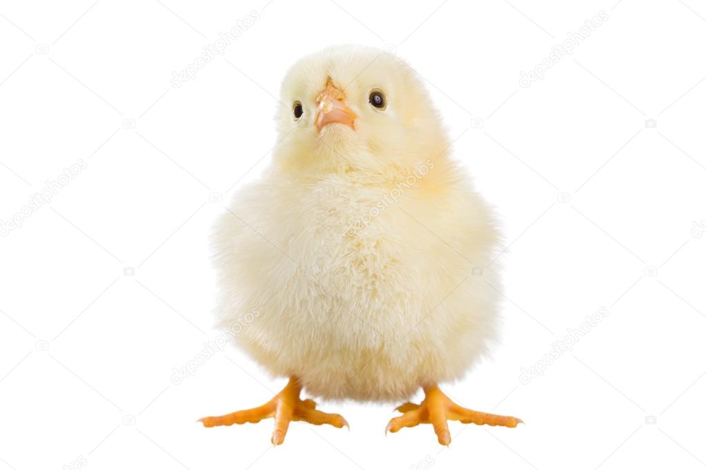 Yellow chick