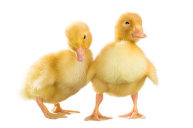 küçük ördek yavrusu