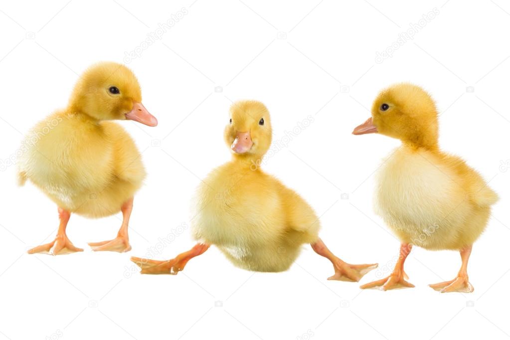 Three yellow ducklings
