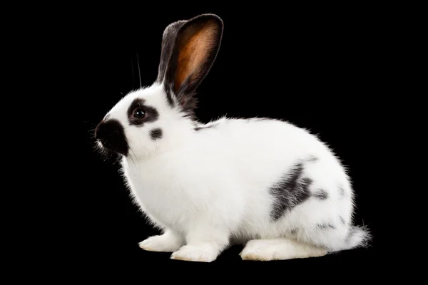 White rabbit — Stock Photo, Image