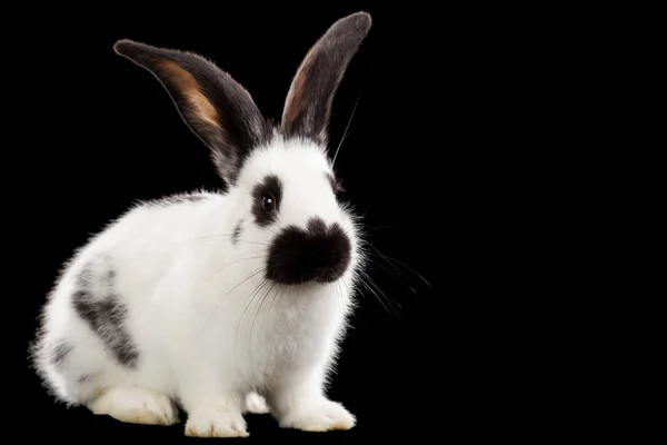 White rabbit — Stock Photo, Image