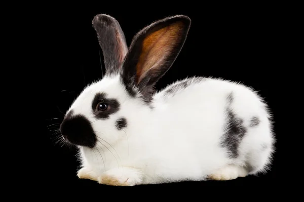 White rabbit — Stock Photo, Image