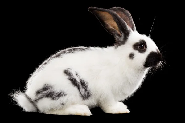 Білий кролик — стокове фото