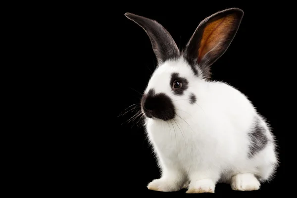 Rabbit — Stock Photo, Image