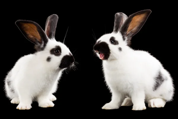 Two rabbits — Stock Photo, Image