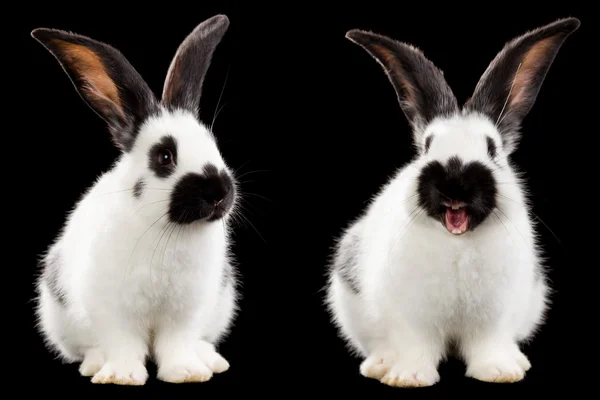 Two white rabbit — Stock Photo, Image