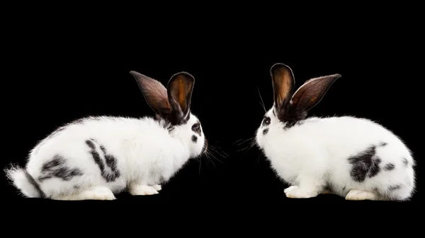 Rabbits — Stock Photo, Image