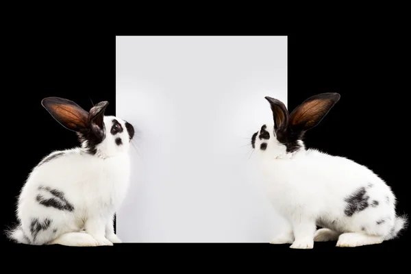 Rabbits — Stock Photo, Image