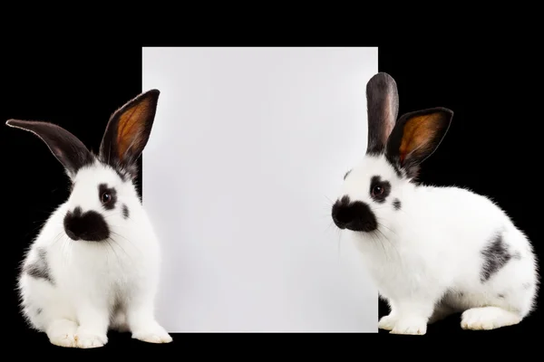 Rabbits — Stock Photo, Image