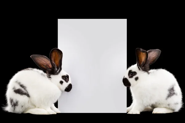 White rabbits — Stock Photo, Image