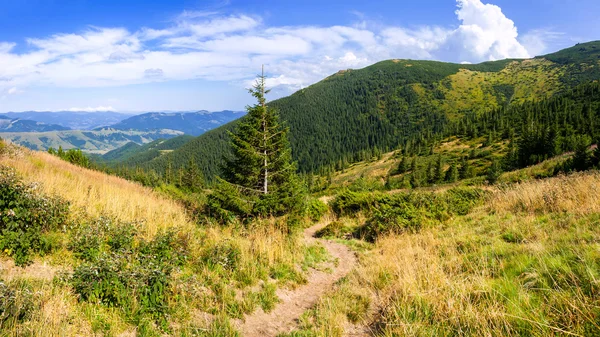 The road in the Carpathians — Stock Photo, Image