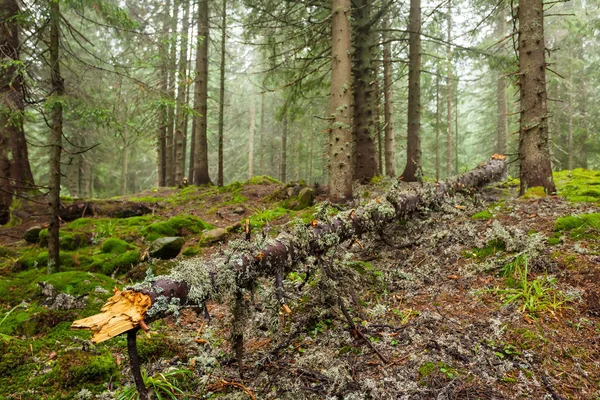 Forest — Stock Photo, Image