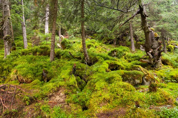 Carpathian forest — Stock Photo, Image