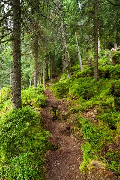 Carpathian forest — Stock Photo, Image