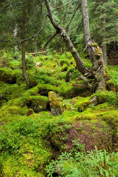 Carpathian forest — Stock Photo, Image