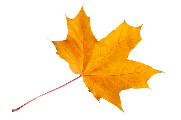 Jesienny liść klonu — Zdjęcie stockowe