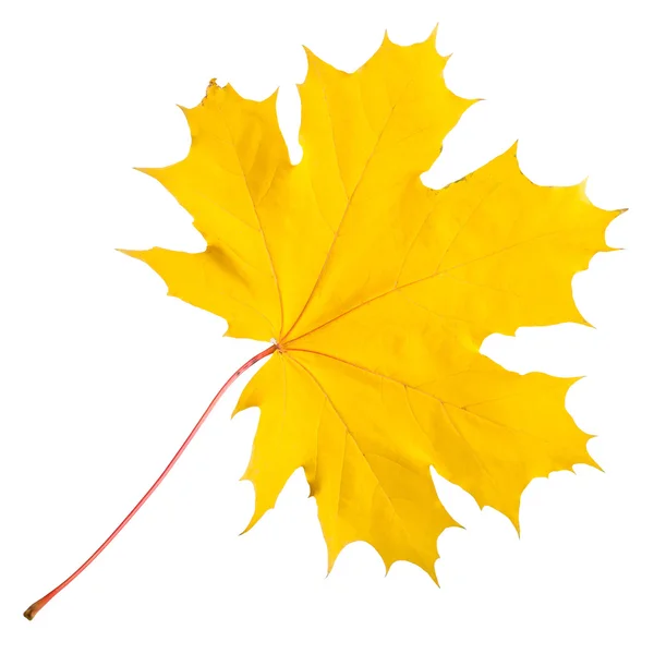 Autumn maple leaf — Stock Photo, Image