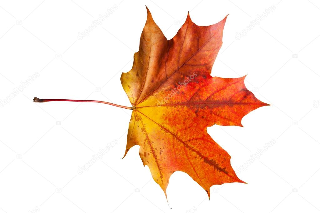 Autumn maple leaf