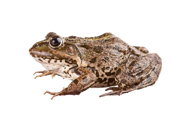 Kikker op een witte achtergrond — Stockfoto