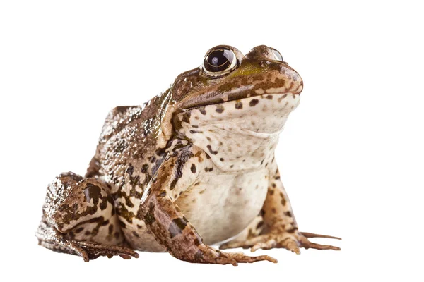 Frog on a white background — Stock Photo, Image