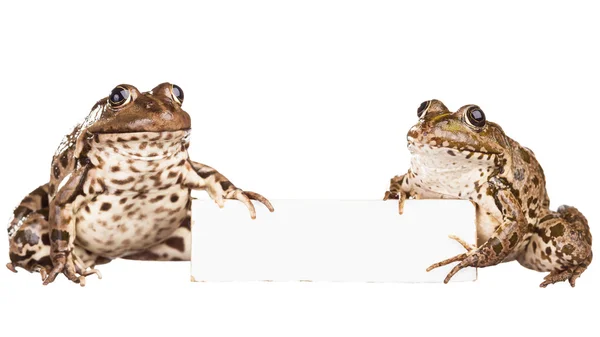 Frog on a white background — Stock Photo, Image