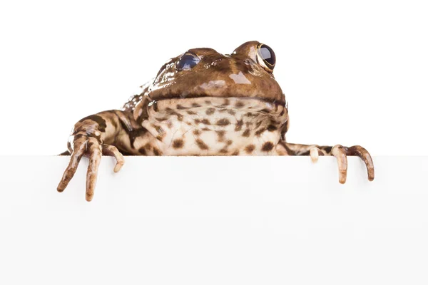Frog with clean cardboard winks — Stock Photo, Image