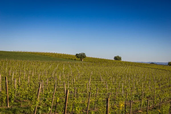 Hills wina w regionie Piemont, północnych Włoszech — Zdjęcie stockowe