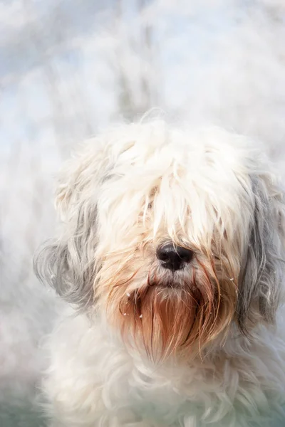 Retrato Vista Frontal Cão Terrier Tibetano Imagem De Stock