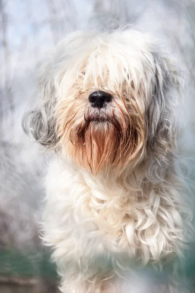 Retrato Visão Frontal Adulto Tibetano Terrier Fotos De Bancos De Imagens Sem Royalties