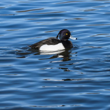 nehir üzerinde ördek