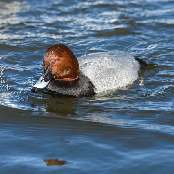 Duck on river — Stock Photo, Image