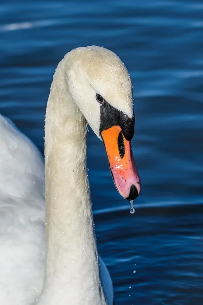 Mute swan head — Stock Photo, Image