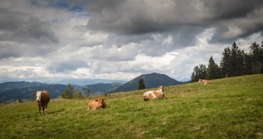 çayır üzerinde inek