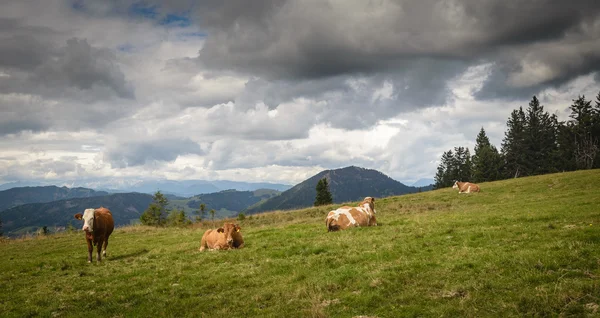 Vaca en el prado —  Fotos de Stock