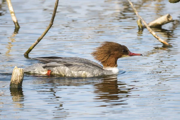 Θηλυκό κοινή merganser — Φωτογραφία Αρχείου