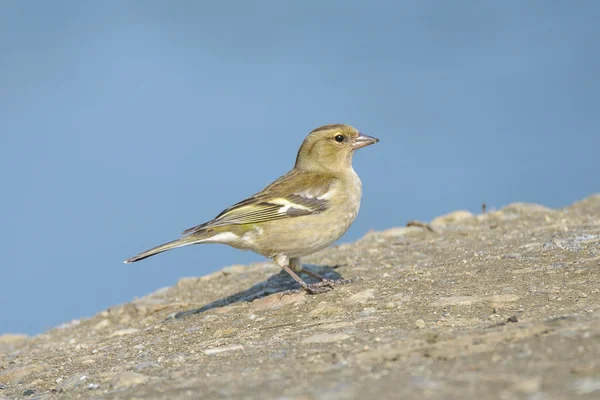 Uccello Fringuello comune — Foto Stock