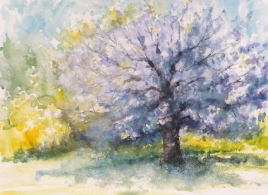 Çiçek açan kiraz ağacı