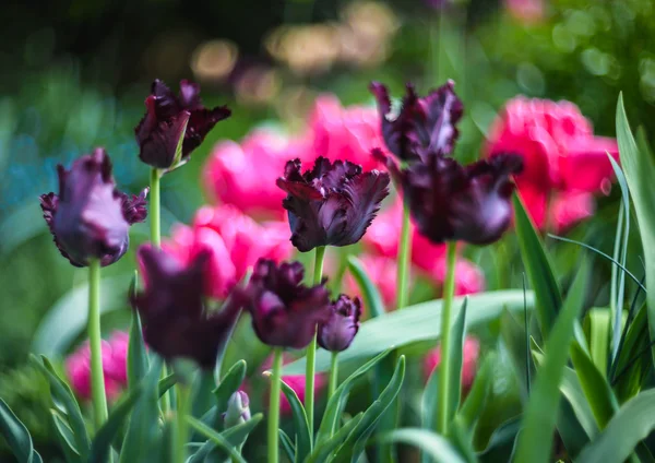 Tulips in garden — Stock Photo, Image