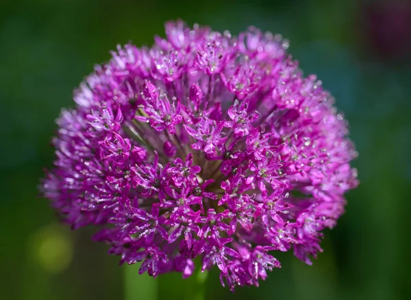 Oignon alium violet — Photo