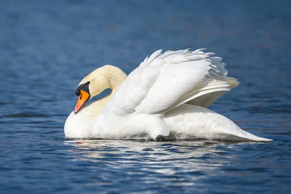 Knölsvan i vatten — Stockfoto