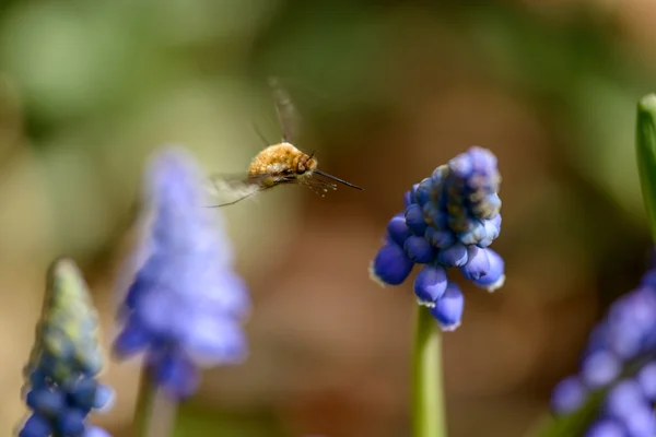 Mosca-abelha grande — Fotografia de Stock