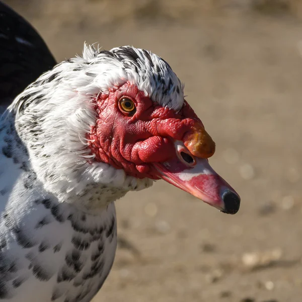 Kaczka piżmowa head shot — Zdjęcie stockowe