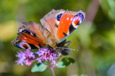 butterfly bahçesinde