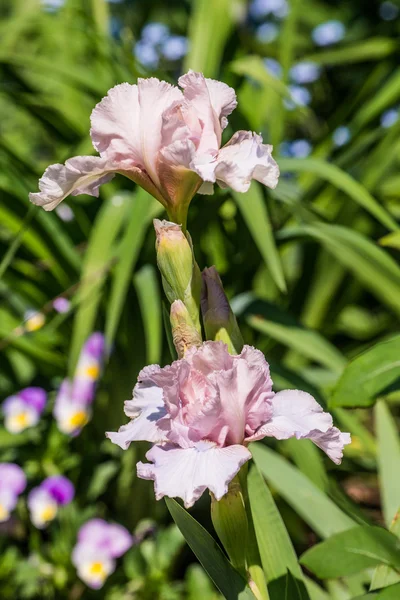 Flor de iris barbuda intermedia —  Fotos de Stock