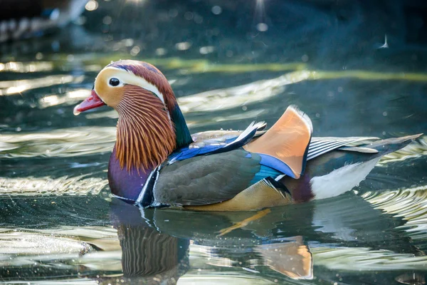 Male mandarin duck — Stock Photo, Image