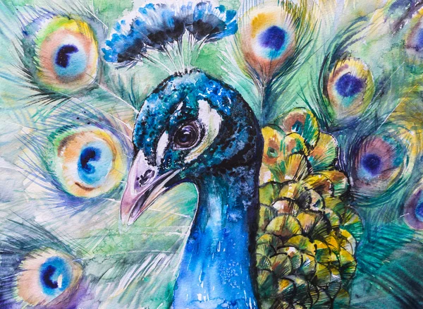 Tavus kuşu suluboya boyalı