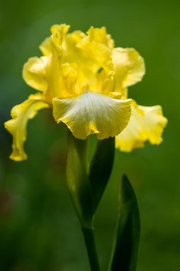 Bahçedeki sarı zambak
