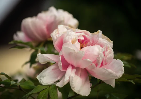 Peonia dell'albero rosa — Foto Stock