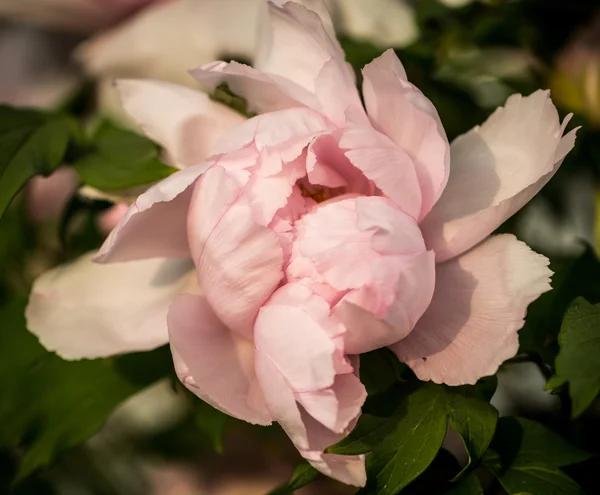 Peonía de árbol rosa —  Fotos de Stock